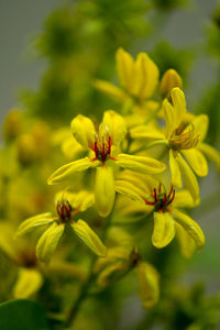 Close-up of yellow flowering plant