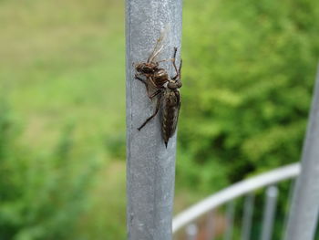 Close-up of insect on tree