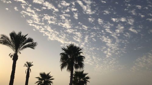 Low angle view of palm trees against sky