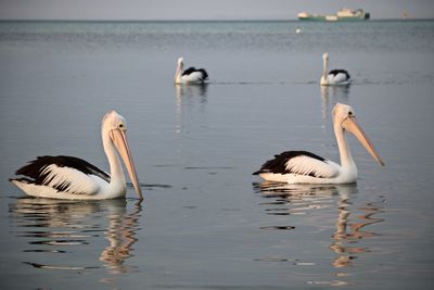 Pelicans swimming in waterways looking for fish