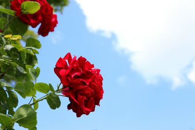 Close-up of red rose against sky