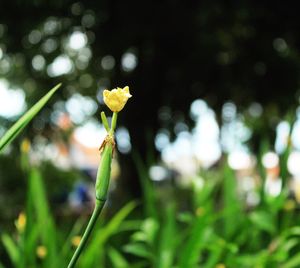 Close-up of flowers against blurred background