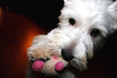 Close-up portrait of dog