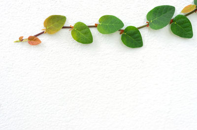 High angle view of green leaves on white background