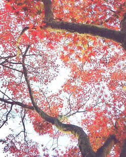 Low angle view of tree against sky