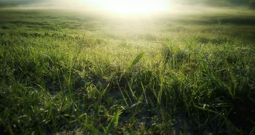 Scenic view of grassy field