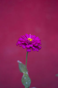 Close-up of pink flowering plant against red background