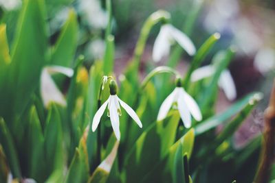 Close-up of plant