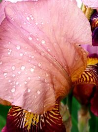 Close-up of wet pink day lily blooming outdoors