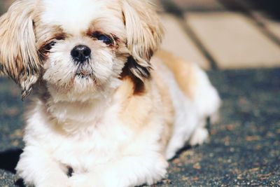 Close-up portrait of dog