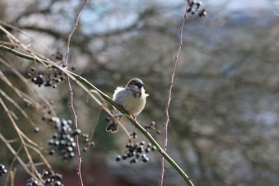 Close-up of bird perching on branch