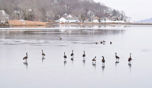 Swans swimming in lake