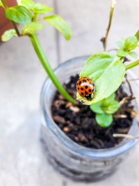 High angle view of insect on potted plant