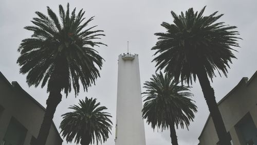 Low angle view of palm trees against sky