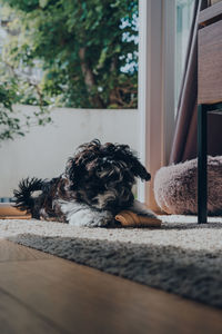 Cute black and white 2 months old havanese puppy playing with a chew on a rug, inside an apartment.
