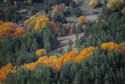 Scenic view of pine trees in forest during autumn