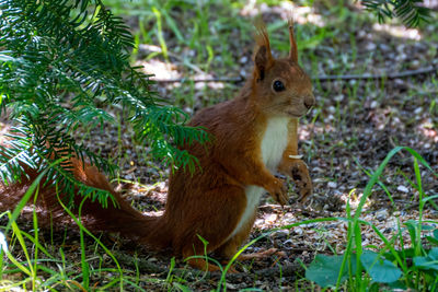 Squirrel on a field