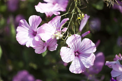Close-up of pink flowering plant