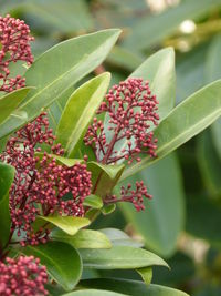 Close-up of flowers blooming outdoors