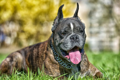 View of a dog on field