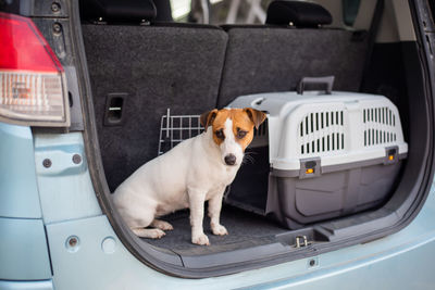 Portrait of dog in car