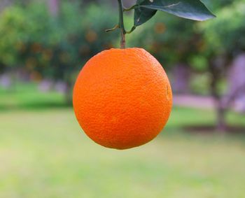 Close-up of orange fruits hanging on tree