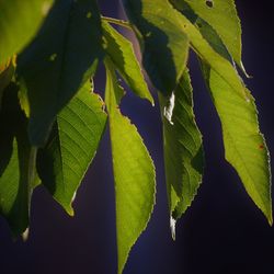 Close-up of green leaves