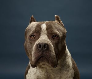 Close-up portrait of dog against blue background