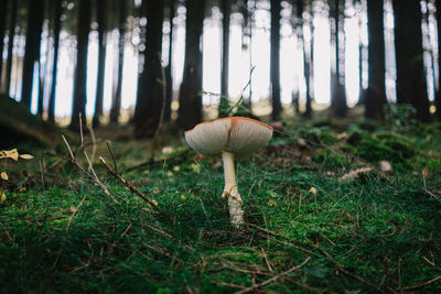 Close-up of mushroom growing on field