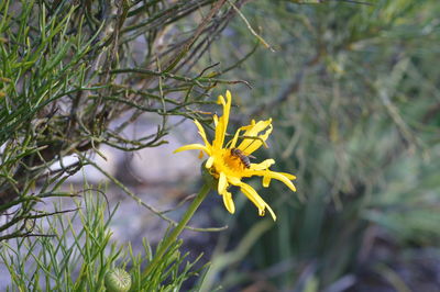 Close-up of yellow crocus blooming outdoors