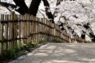 Fence by trees