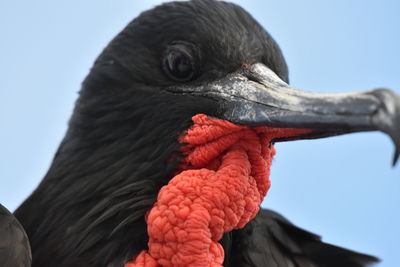 Low angle view of bird on red rock