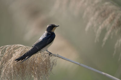 Close-up of bird perching on branch