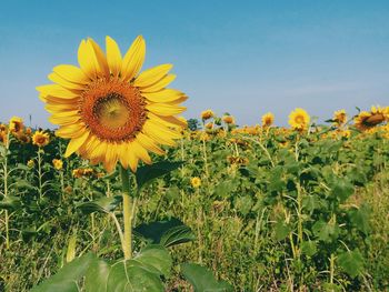 Close-up of sunflowers blooming on field against sky