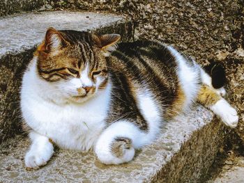 High angle view of cat resting