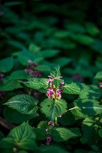 Close-up of pink flower