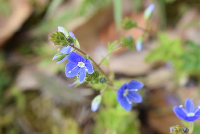 Close-up of blue flowers blooming outdoors