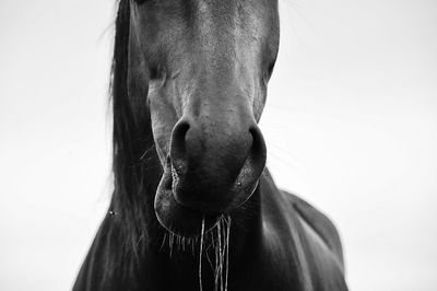 Close-up of horse standing against clear sky