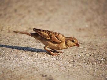 Close-up of bird