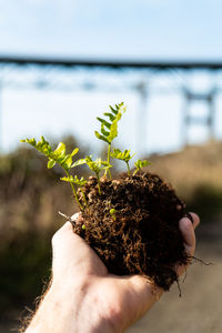 Close-up of hand holding plant