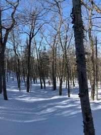 Bare trees on snow covered land