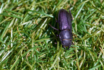 Close-up of black beetle on field