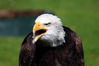 Close-up of bald eagle on field