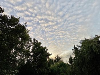 Low angle view of trees against sky