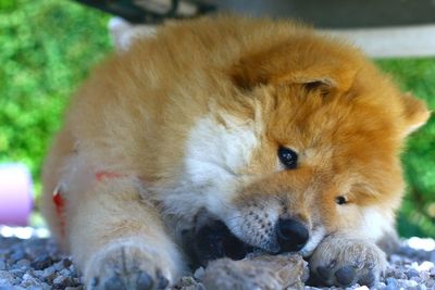 Close-up portrait of rabbit relaxing outdoors