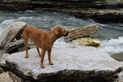 Dog standing on rock in sea