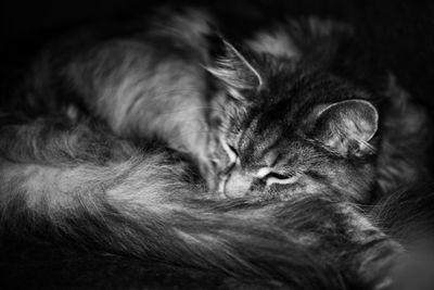 Close-up of cat sleeping