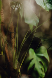 Close-up of plant growing on field