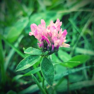 Close-up of pink flowers