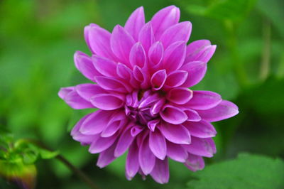 Close-up of pink dahlia flower